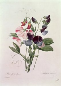 朗格洛斯（Langlois）刻的甜豌豆（Lathyrus odoratur），来自&39;最美丽的花朵选择&39;，1827-33